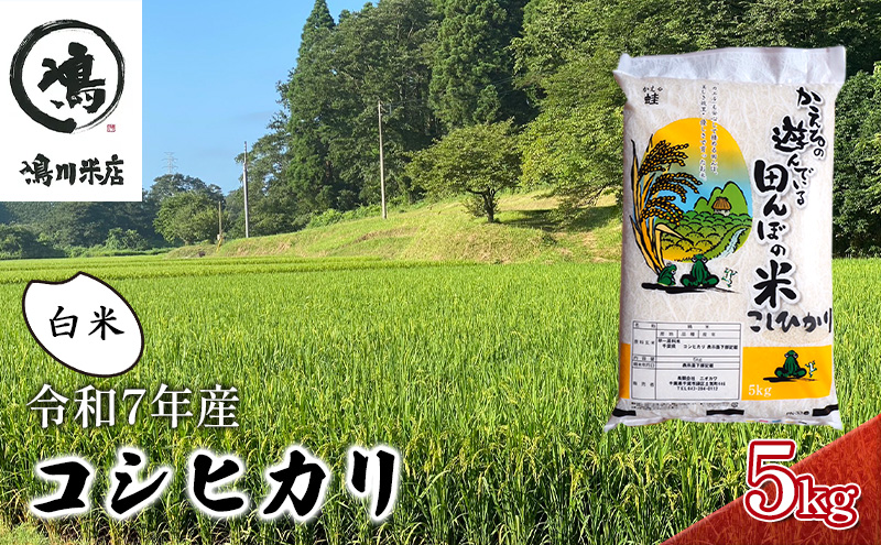 令和7年 コシヒカリ　白米　5kg お米 精米 粘りつやつや 甘み 美味しい 新鮮
