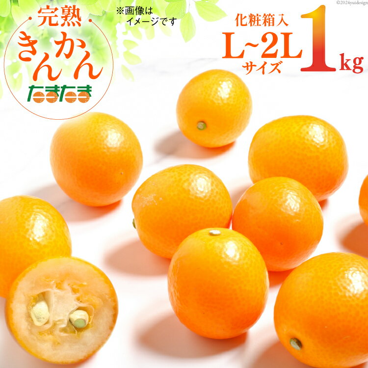 【ふるさと納税】 レビューキャンペーン 【期間限定発送】 訳あり 完熟 金柑 たまたま 1kg《ハウス栽培》 [鈴野農園 宮崎県 日向市 452060981] 先行予約 きんかん キンカン フルーツ 宮崎 甘い Lサイズ 2Lサイズ