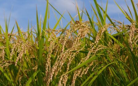 【令和7年産】ゆめぴりか 5kg 小田切清志農園（2025年10月下旬より発送） NABJ001