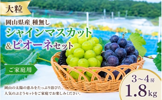 【大粒】 訳あり 種なし シャインマスカット＆ピオーネセット ３～４房（1.8kg） ご家庭用  ｜ シャインマスカット ピオーネ しゃいんますかっと ピオーネ シャインマスカット 果物 フルーツ マスカット ぴおーね ますかっと ぶどう 詰め合わせ ブドウ 葡萄 シャインマスカット ピオーネ 先行予約 フルーツ 果物 特選 大粒サイズ 真庭市 【nisfarm018-02】