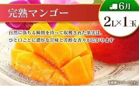 【10回定期便】旬 人気 フルーツ 南国宮崎産 マンゴー 金柑たまたま シャインマスカット ピオーネ いちご みかん 日向夏 メロン 柑橘 きんかん ぶどう 果物 詰め合わせ 宮崎県 九州＜E-3コー