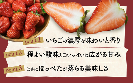 紅ほっぺ 8~15粒 2シート 2月中お届け イチゴ いちご 苺 果物 くだもの フルーツ お陽様農園 先行受付 お取り寄せ 田原市 渥美半島 産地直送 送料無料 事前予約
