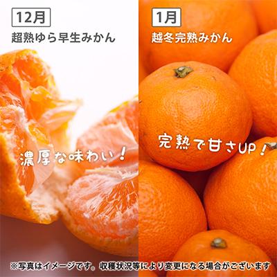 ふるさと納税 九度山町 【発送月固定定期便】季節の柑橘定期便B【フルーツ定期便】【和歌山県有田】全4回 |  | 02