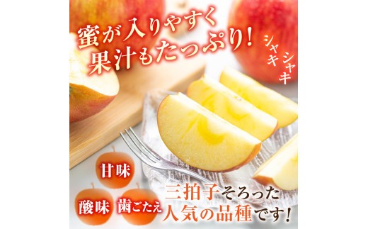 ≪先行受付≫ふじりんご 5kg パック詰め（特秀） 【2026年11月中旬～順次発送予定】