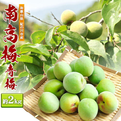 【ふるさと納税】青梅 南高梅 約2kg 和歌山産 産地直送 農家直送 ときわオンライン《2025年5月下旬-7月上旬頃出荷》 和歌山県紀の川市