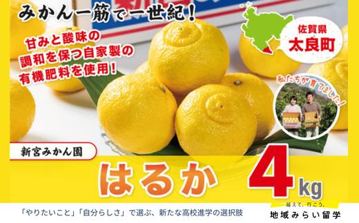
                  【新宮みかん園】はるか 4kg
                