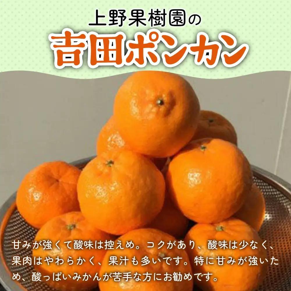 上野果樹園の吉田 ポンカン 5kg | ポンカン 津久見市