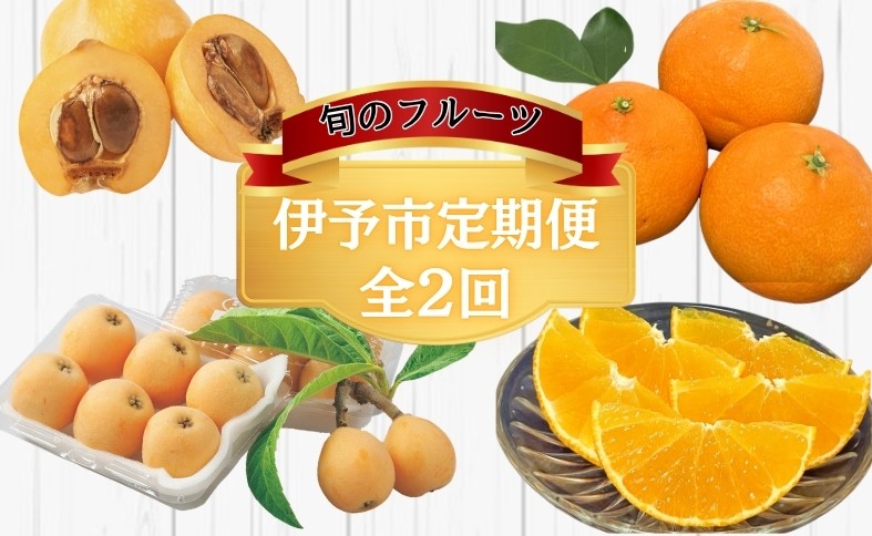 
                  唐川びわ 愛果28号 定期便 （全2回） びわ みかん 柑橘 フルーツ 果物 農園直送 愛媛 伊予市｜C189
                