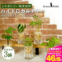 【ふるさと納税】ハイドロカルチャー 観葉植物 ストリングジンジャー （3鉢セット） 土無し インテリア 緑 グリーン 植物 簡単 初心者 かわいい 自然 おしゃれ 送料無料 Green Walk グリーンウォーク 愛知県 豊橋市