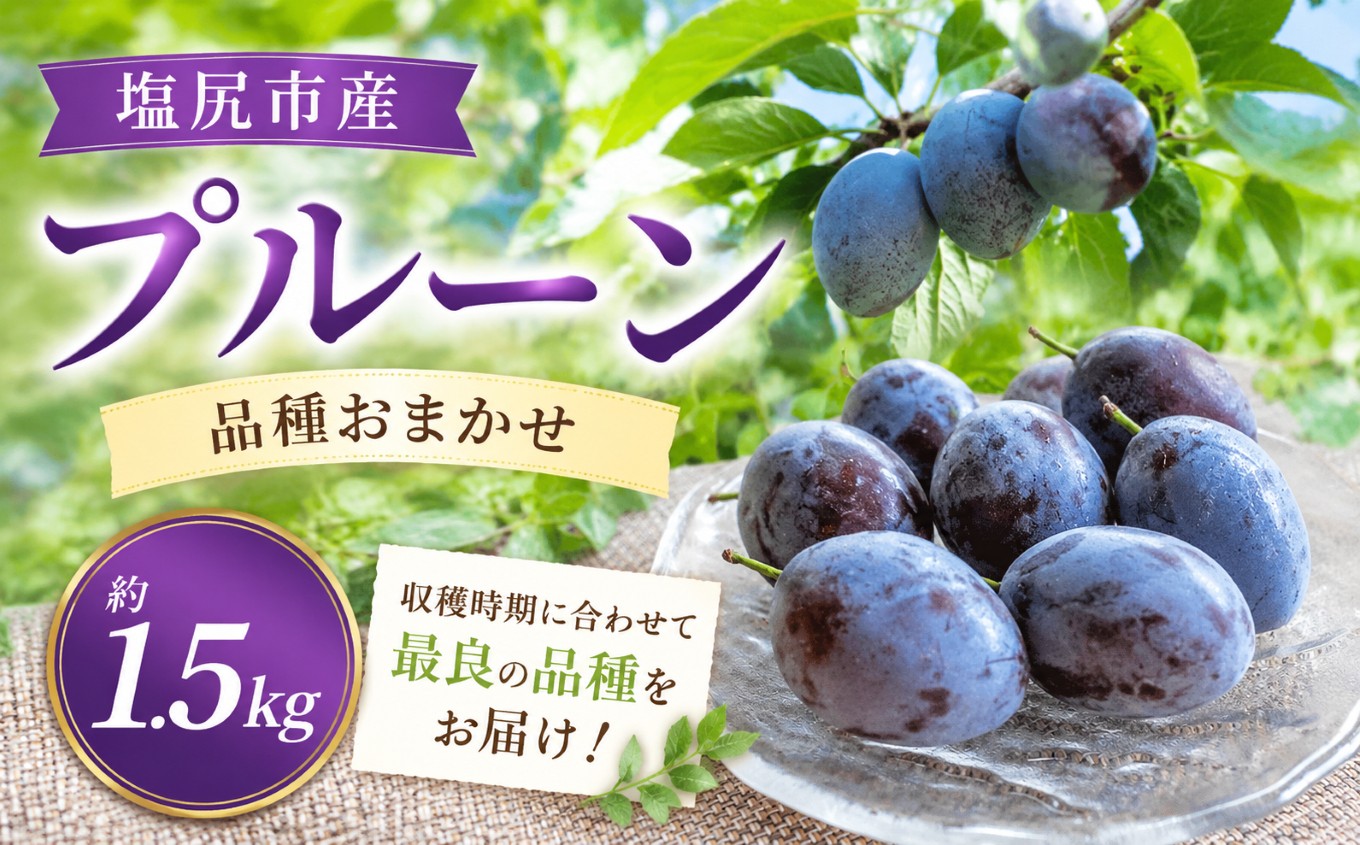 
                  【先行予約】塩尻市産プルーン【約1.5kg】【品種おまかせ】【8月末頃～10月初旬にかけて順次発送予定】 ｜ 果物 くだもの プルーン アーリーリバー オパール サマーキュート サンタス くらしま早生 くらしまプルーン ベイラー サンプルーン 長野県 塩尻市
                