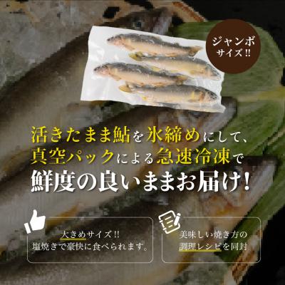 ふるさと納税 下呂市 【先行受付】(2026年8月中旬頃から発送)弓掛鮎 4尾以上 ジャンボ鮎【107-4】 |  | 03