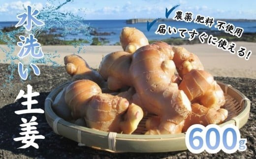 
                  こだわり 農法 生姜 水洗い 600g 自然 生姜 しょうが ショウガ 野菜 調味料 薬味 ジンジャーエール ジンジャー 高知 黒潮町 ふるさと納税 人気 ふるさと納税生姜 ふるさと納税薬味 [1101-2]
                