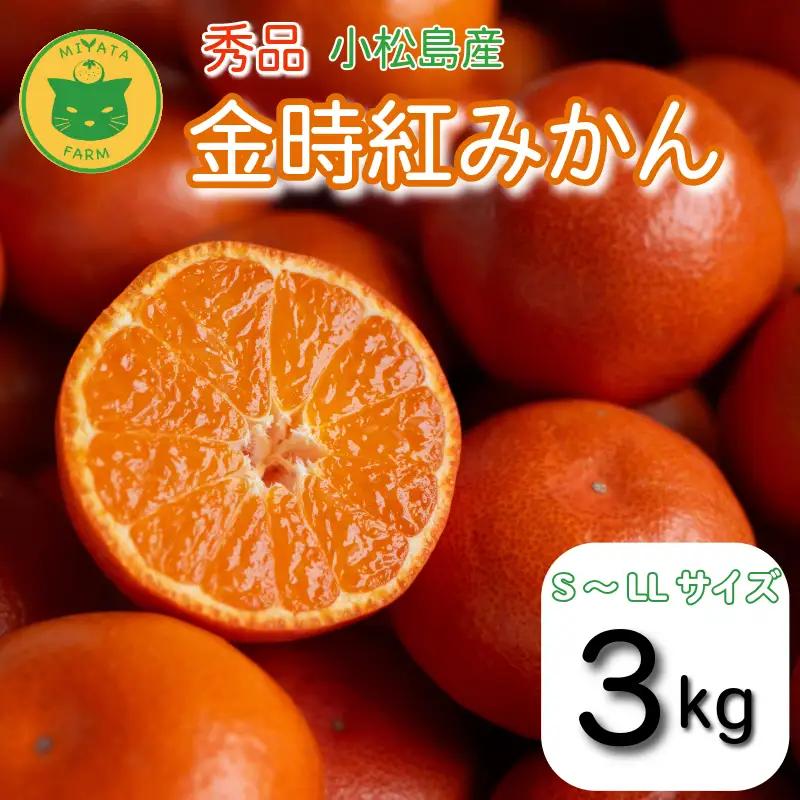 【2026年12月順次発送】　金時紅みかん 3kg みかん 甘い 紅 みかん 柑橘 蜜柑