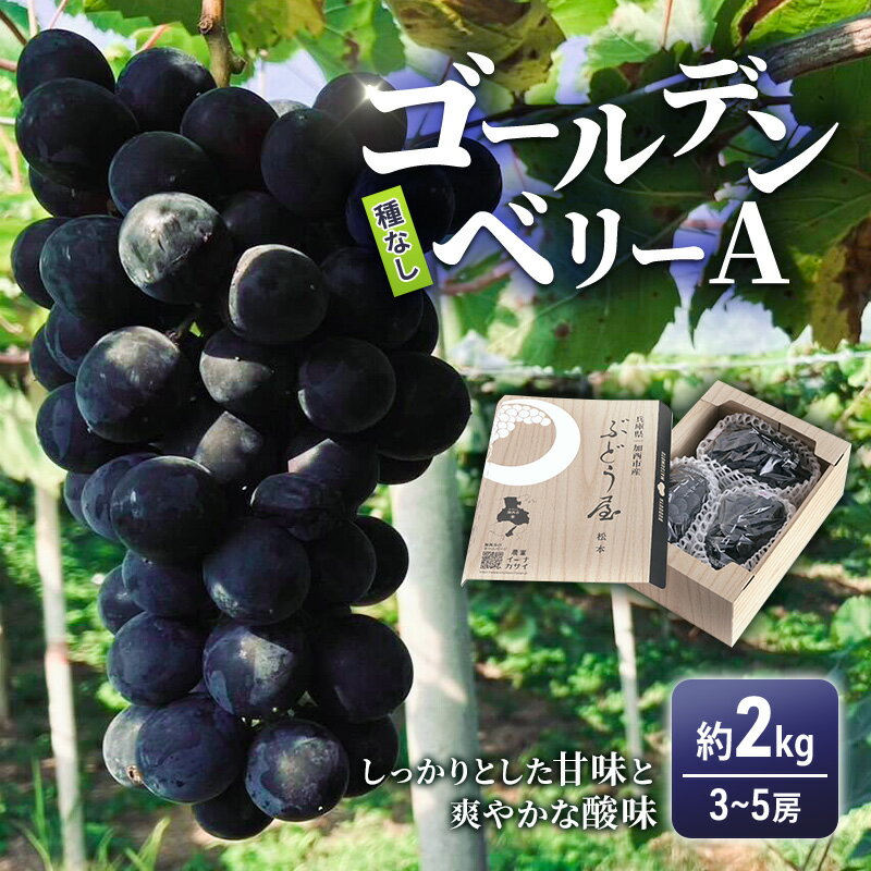 【ふるさと納税】ゴールデンベリーA 約2kg 3～5房 【2026年産 予約受付】 ぶどう ブドウ 葡萄 お取り寄せ フルーツ 果物 種なし 甘い おすすめ 美味しい 選果場直送 送料無料 ギフト 贈答 兵庫県　お届け：2026年8月下旬～2026年9月上旬