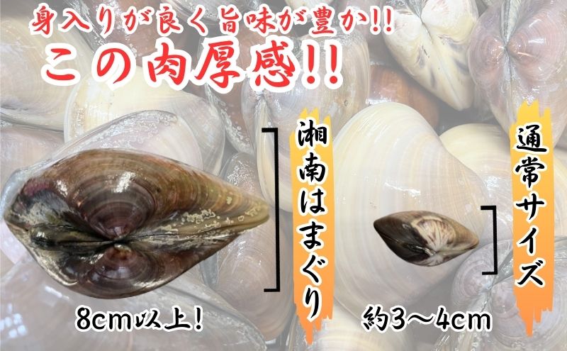 湘南はまぐり LLサイズ  2.8kg 10〜12個 冷凍 焼き蛤 酒蒸し お吸い物 炊き込みご飯 パスタ 江の島 江ノ島