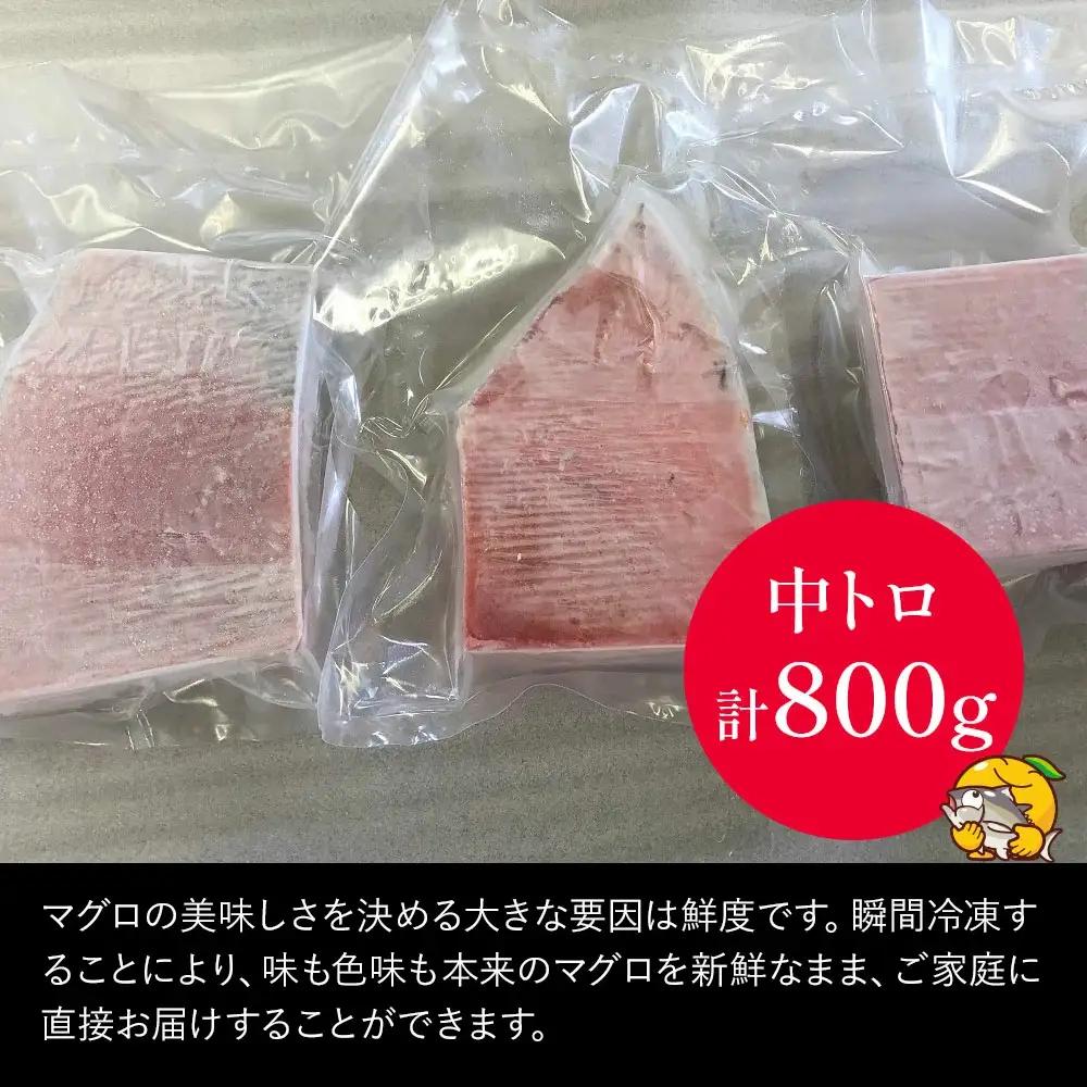 本マグロ 刺身用 中トロ 5人前 (800g) | 本マグロ 津久見市