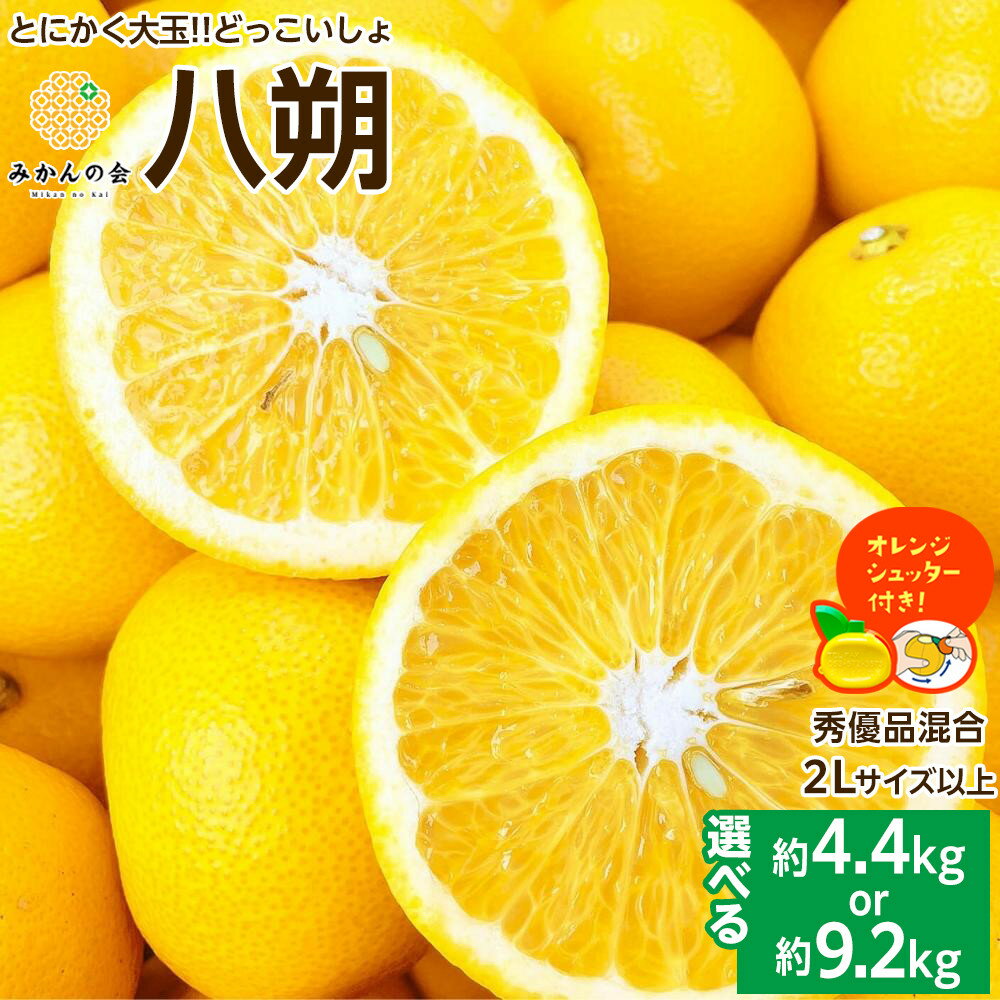 【ふるさと納税】【選べる】八朔 (はっさく) とにかく 大玉 どっこいしょ 箱込 5kg or 10kg 秀品 優品 混合 2Lサイズ以上 和歌山県産 産地直送【おまけ付き】【みかんの会】 | 八朔 柑橘 大粒 混合サイズ人気 おすすめ フルーツ 甘味 家庭用 産地直送 ふるさと納税