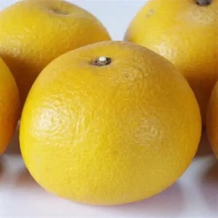 【手選果】有田産の八朔約10kg(SまたはMサイズいずれかお届け)【日高町】【1481683】
