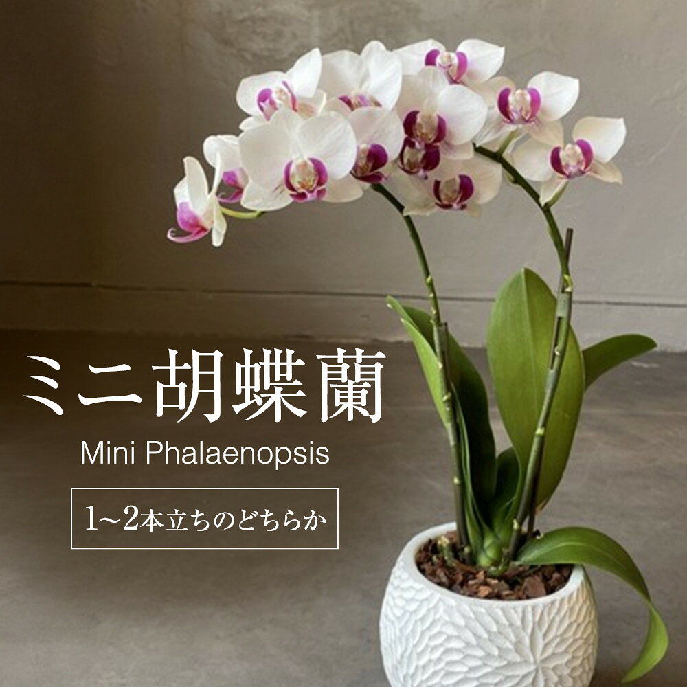 【ふるさと納税】ミニ胡蝶蘭