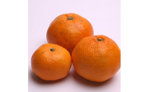 【先行予約】家庭用 有田みかん サイズ混合(2S～2L) 1kg+250g  ※11月より発送(完熟)【わけあり・訳あり】【光センサー選果】※北海道・沖縄・離島配送不可 / みかん ミカン 和歌山 柑