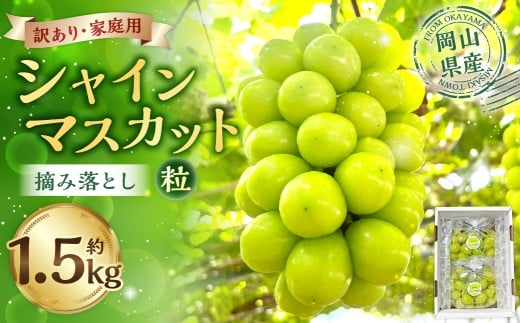 訳あり家庭用シャインマスカット摘み落とし1.5kg以上 マスカット ぶどう ブドウ 葡萄 グレープ フルーツ 果物 デザート おやつ 種なし 皮ごと 旬 岡山県 美咲町 【2026年9月上旬から10月上旬頃発送予定】