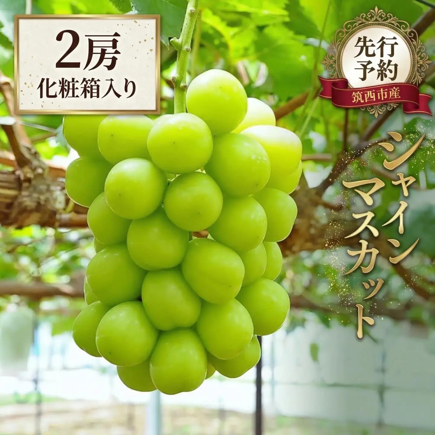 期間限定 ！ 筑西市産 シャインマスカット 2房 約1.3kg～1.4kg 種無し 2026年産