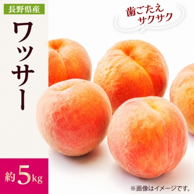 
                  ＜2027年発送＞フルーツ王国　長野県信州直送　ワッサークイン 約5kg_ 桃 もも ネクタリン フルーツ 果物 くだもの ワッサークイン 贈答 ギフト 人気 おすすめ 送料無料 お取り寄せ 長野県 信州 【1530503】
                