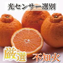 【ふるさと納税】 厳選　不知火 2kg+75g(傷み補償分) / 3kg+75g(傷み補償分) 【デコポンと同品種】【しらぬひみかん・しらぬい】【光センサー選別】＜2024年2月上旬～2024年3月下旬ごろに順次発送＞