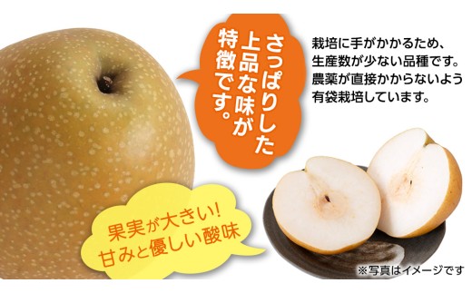 【2026年11月中旬から発送開始】王秋梨 約3kg 4玉～6玉 (茨城県共通返礼品:城里町) フルーツ 甘い お正月 クリスマス 大玉 直送 茨城 限定 [CO009sa]