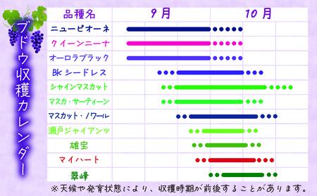 【2616-0435】岡山 花笑み農園『ニューピオーネ』700g以上(大1房) P-大1
