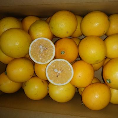 ふるさと納税 宇城市 先行予約 レモン 国産マイヤーレモン 3kg |  | 02