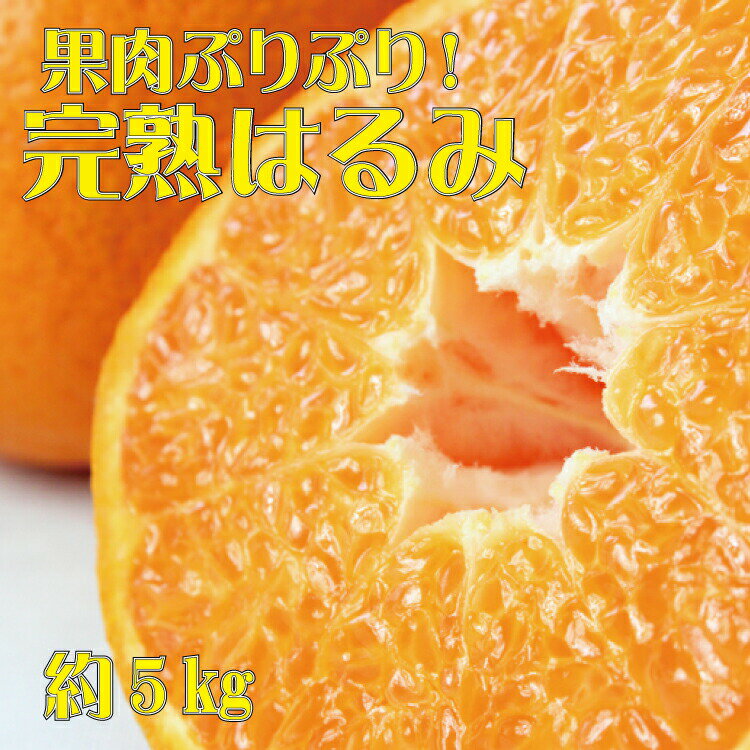 【ふるさと納税】 果肉ぷりぷり!完熟はるみ5kg　※2026年2月中旬頃～2026年2月下旬頃に順次発送予定(お届け日指定不可) / 柑橘くだもの 果物 フルーツ オレンジ 和歌山 はるみみかん ミカン みかん