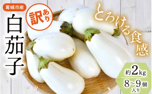 
                  【訳あり】とろ～り旨なす(白茄子) 約2kg 8～9個【2026年7月初旬～9月末頃順次発送】／ B-フレスコ葛城 葛城産 大和野菜  しろなす  なすび  なす農家直送 産直 新鮮 旬 名産 奈良県 葛城市【bfrk002】
                