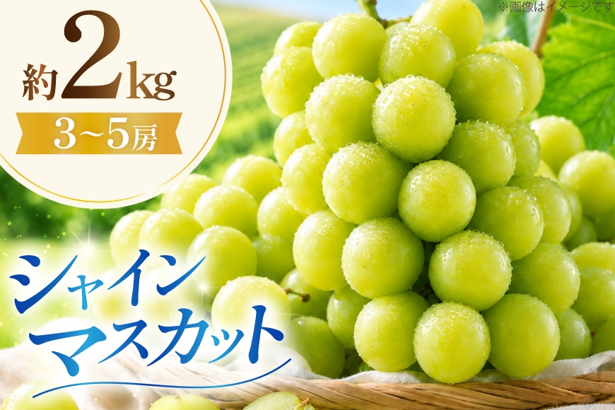 
                  シャインマスカット 約 2kg [齋藤ファーム 山形県 高畠町 tk06bnv890001] ふるさと納税 フルーツ マスカット 果物 くだもの ぶどう 2キロ 甘い シャインマスカット マスカット ますかっと シャインマスカット 冷蔵
                
