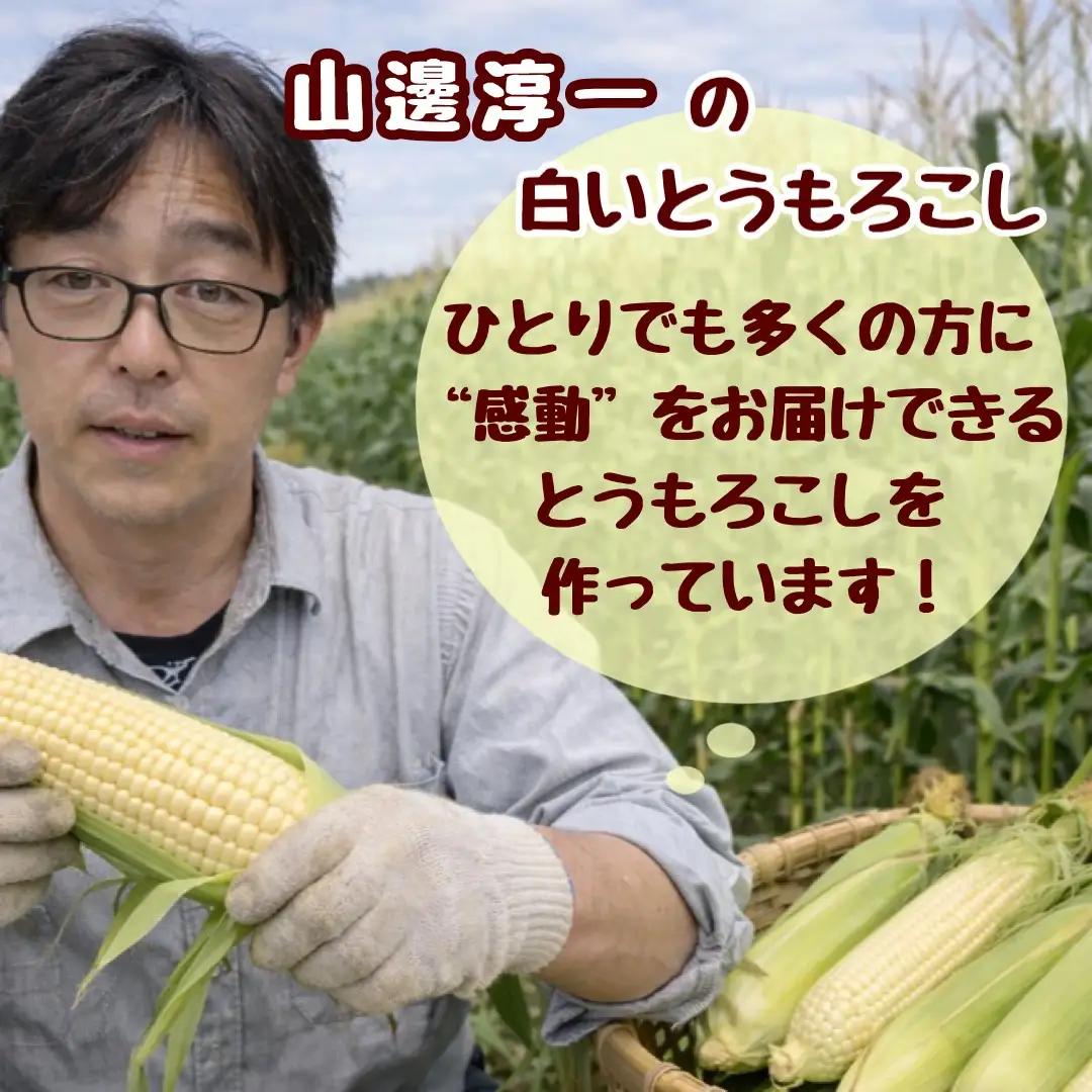 北海道壮瞥町 2回 定期便 8月上旬・8月下旬朝採り！産地直送 北海道壮瞥町産 とうもろこし黄・白 食べ比べ SBTP011