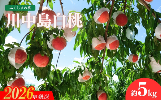 No.1513福島のもも「川中島白桃」約5kg【2026年発送 先行予約】