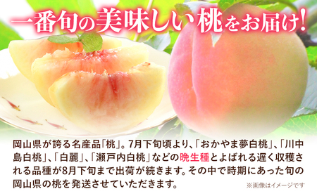 ご家庭用 岡山の白桃 晩生種 約1.5kg 晴れの国 おかやま館(つむぐ株式会社) 《8月上旬-9月中旬頃出荷》岡山県 浅口市 白桃 桃 もも 果物 フルーツ 送料無料【配送不可地域あり】