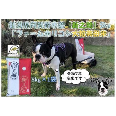 ふるさと納税 阿賀野市 【令和7年産先行受付】阿賀野市産新之助「ファームホリコシ 新之助」5kg 白米 精米 |  | 01