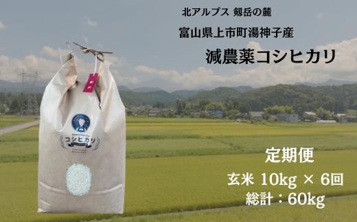 【毎月1回お届け】【定期便】【令和7年産】減農薬 上市町湯神子産コシヒカリ（玄米）10kg x 6回 計60kg　 [ソムリエH 富山県 上市町 32280251-r6-03】 米 ６ヶ月 6回定期便 定期購入 お米 コメ ご飯 ごはん 玄米ご飯 玄米ごはん こしひかり