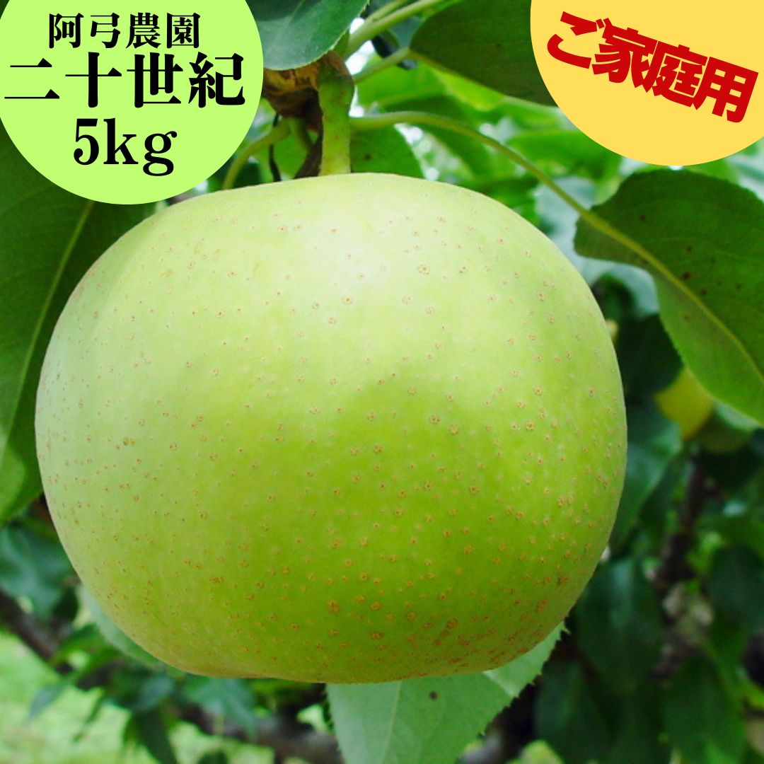 【ふるさと納税】梨 訳あり ご家庭用 二十世紀 5kg 阿弓農園 | 二十世紀梨 鳥取県 湯梨浜町 果物 フルーツ 特産品