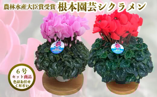 
            【先行予約】シクラメン 色おまかせセット 6号×2鉢 | 花 お花 ガーデンシクラメン おまかせ 6号鉢 花ギフト フラワーギフト 鉢花 鉢植え ギフト プレゼント 贈答 農林水産大臣賞受賞 根本園芸
          
