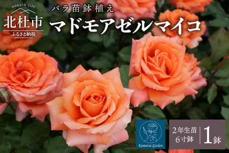 【2026年2月以降発送】バラ苗鉢植え「マドモアゼルマイコ」 バラ 苗 1鉢 四季咲き 鉢植え 花 マドモアゼルマイコ 6寸鉢 2年生苗 ガーデニング 初心者 母の日 父の日