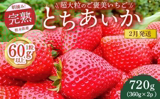 
            【先行予約】【2月発送】1粒60g以上！超大粒の《ご褒美いちご》朝摘み完熟とちあいか　720g（360g×2p）　※離島への配送不可　※2026年2月上旬～2月下旬頃に順次発送予定
          