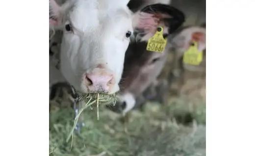 狩野牧場 牛飼いのジェラート 8種セット