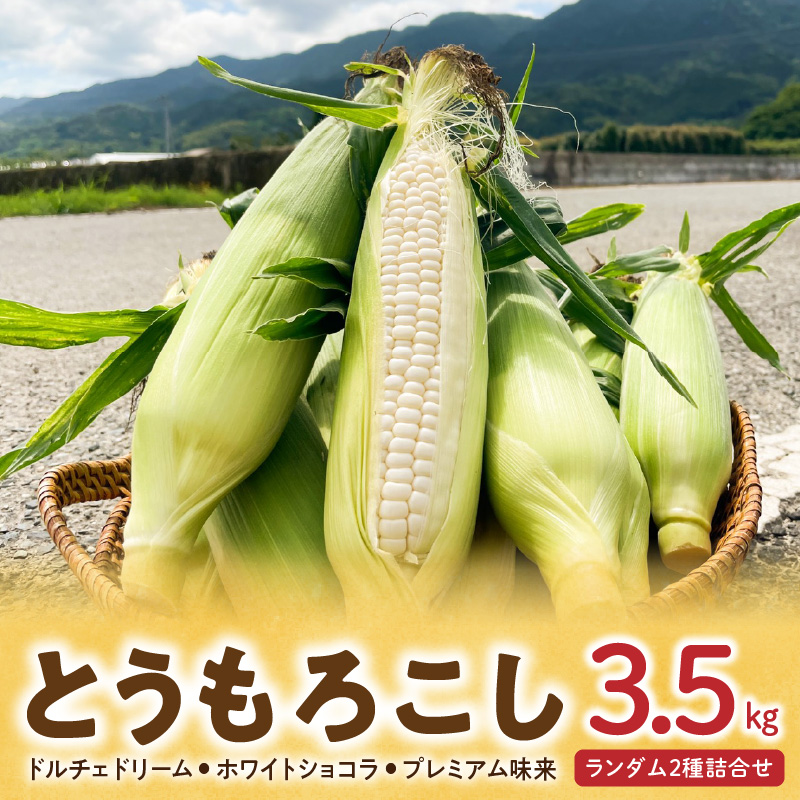 【2026年6月より順次発送】とうもろこし【ドルチェドリーム、ホワイトショコラ、プレミアム味来】ランダム2種詰合せ3.5Kgセット_とうもろこし 2種 詰合せ 計 3.5kg ドルチェドリーム ホワイトショコラ プレミアム味来 ランダムで2種 生で食べられる ジューシー 甘い  白いとうもうこし お取り寄せ お取り寄せグルメ 冷蔵 久留米市 福岡県 送料無料_Gv028