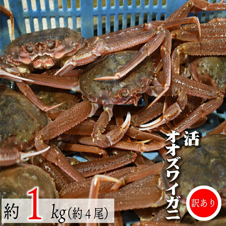 【ふるさと納税】訳あり 活オオズワイガニ約1kg(約4尾入)[02-1409]※離島・沖縄県不可※ 北海道 浦河 ふるさと納税 オオズワイガニ カニ 活 漁協直送 冷蔵発送 送料無料