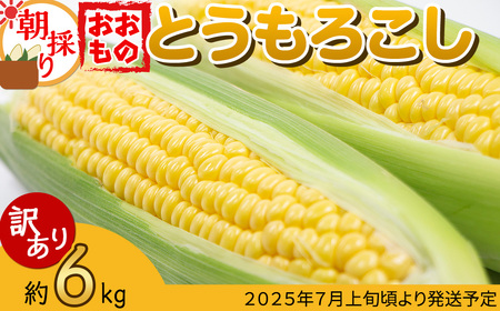 【訳あり】【先行予約】下妻産朝採りとうもろこし（おおもの）約6kg【2025年7月上旬～8月中旬ころ順次発送予定】【とうもろこし コーン 糖度 トウモロコシ おおもの 朝採り 新鮮 スイートコーン スイート】