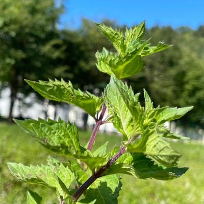 ふるさと納税 中川町 【北海道中川町】WANOWA ハンドクリーム 和薄荷 ハンドクリーム6本セット(30g×6本) |  | 03