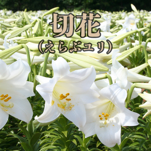 切花 えらぶ ユリ（ 12月 から 翌年 4月 頃 ） C005-007 花 植物 ゆり