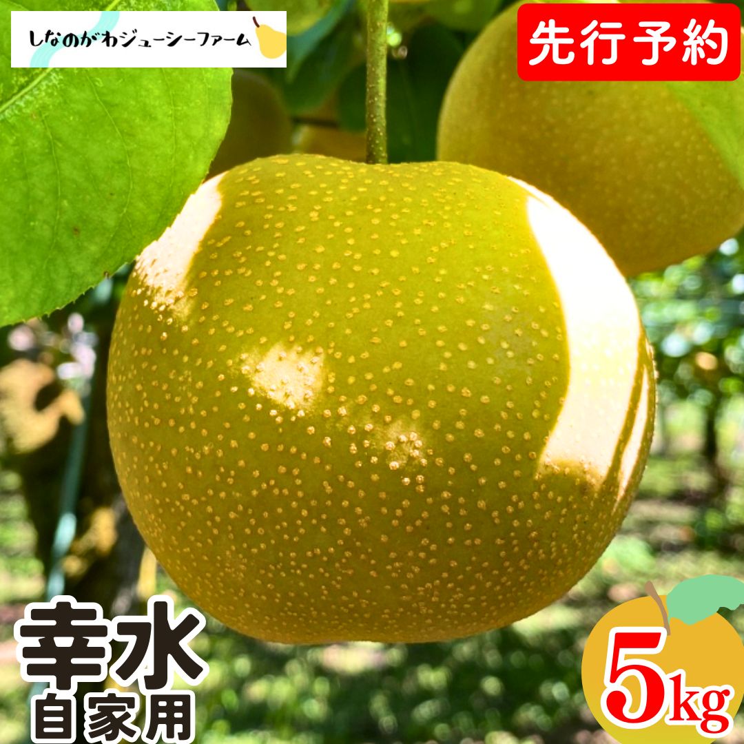 【ふるさと納税】先行予約 和梨 幸水 自家用 約5kg 令和8年度 新潟県 三条市産 梨 訳あり [しなのがわジューシーファーム]【010S478】